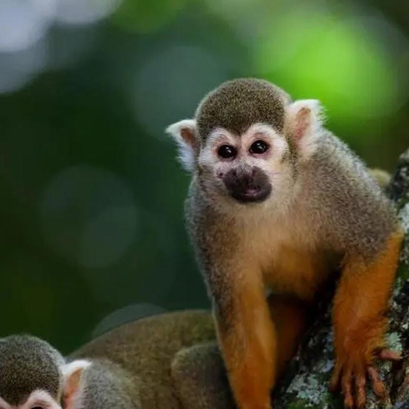 自然保護(hù)地調(diào)整